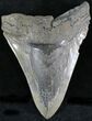 Giant, Serrated Megalodon Tooth - South Carolina #23735-1